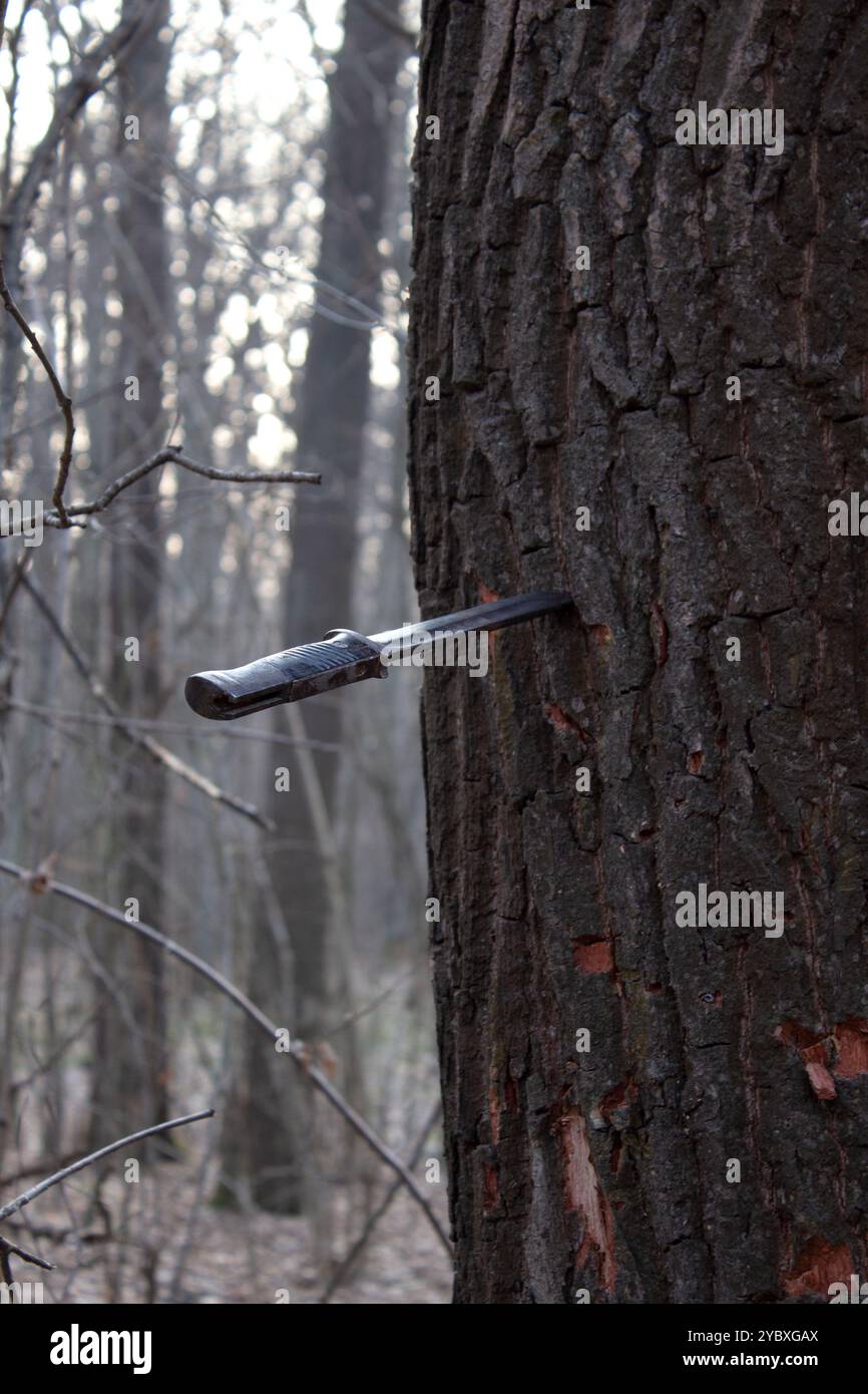 Old knife in the tree trunk in deep forest front view Stock Photo