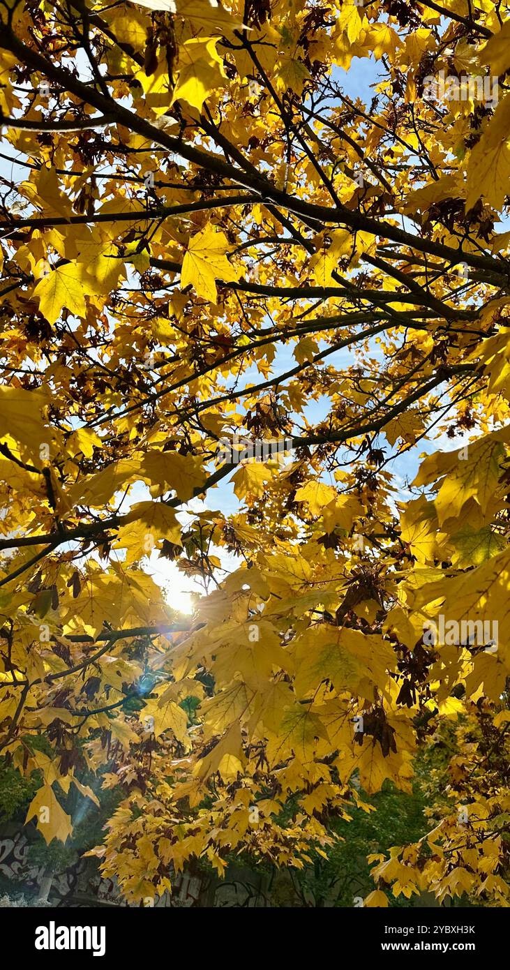 Yellow and orange leaves of a maple acer hi-res stock photography and ...