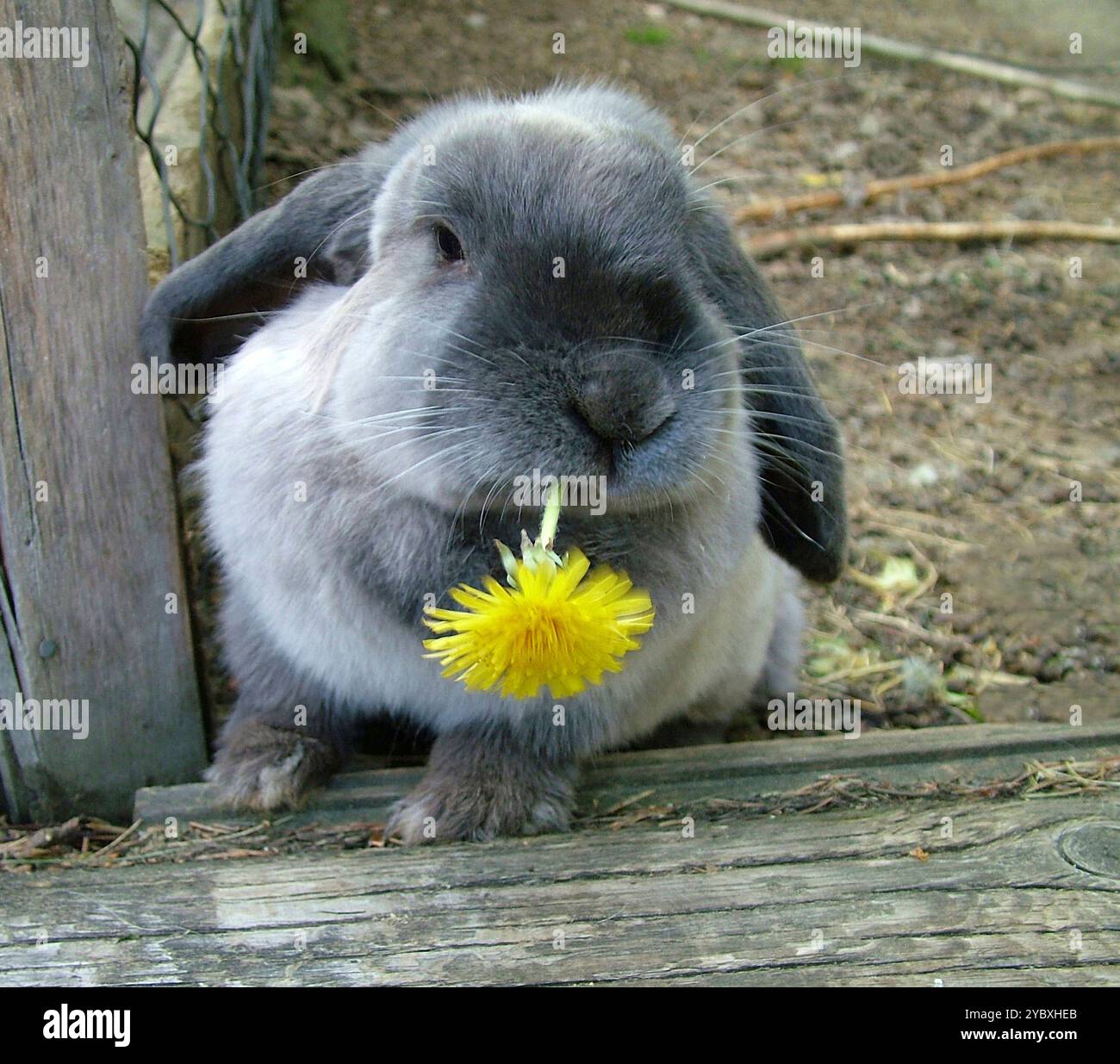 Ram mouth hi-res stock photography and images - Alamy