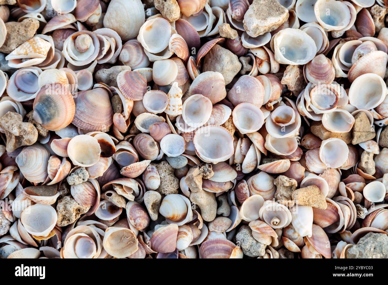 Sea Shell Tap Top view of seashell texture background. Seashell background texture ...