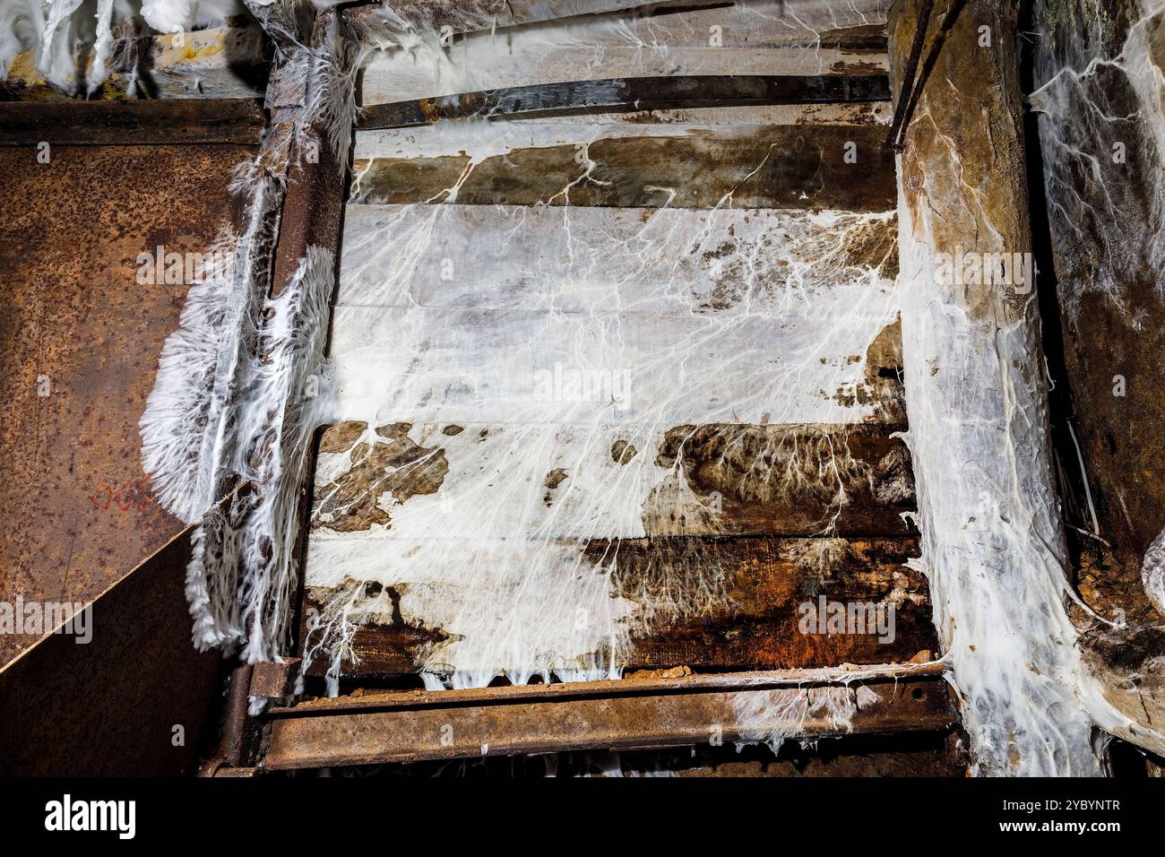 Fungal growth on timbers in Estramos mine, Hungary Stock Photo