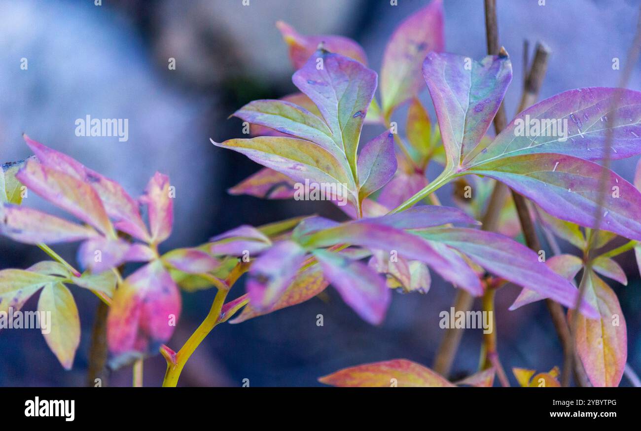 Beautiful leaves of a tree-like peony . Purple, green spotting and rust ...
