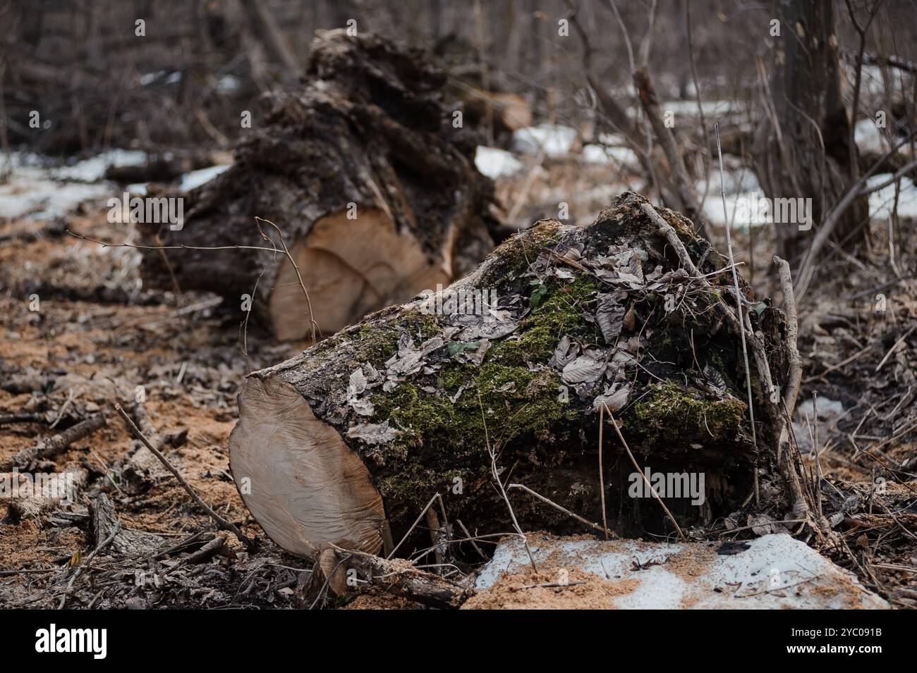Amidst forest floor trees hi-res stock photography and images - Alamy