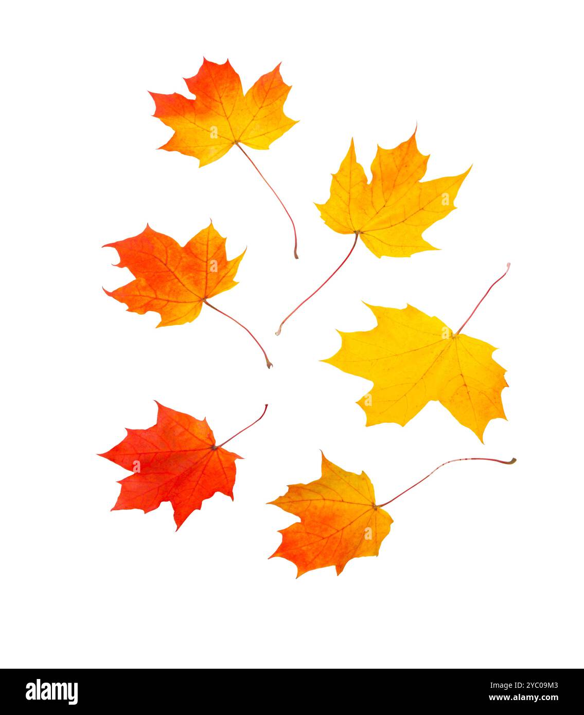 maple autumn leaves isolated on white background Stock Photo - Alamy