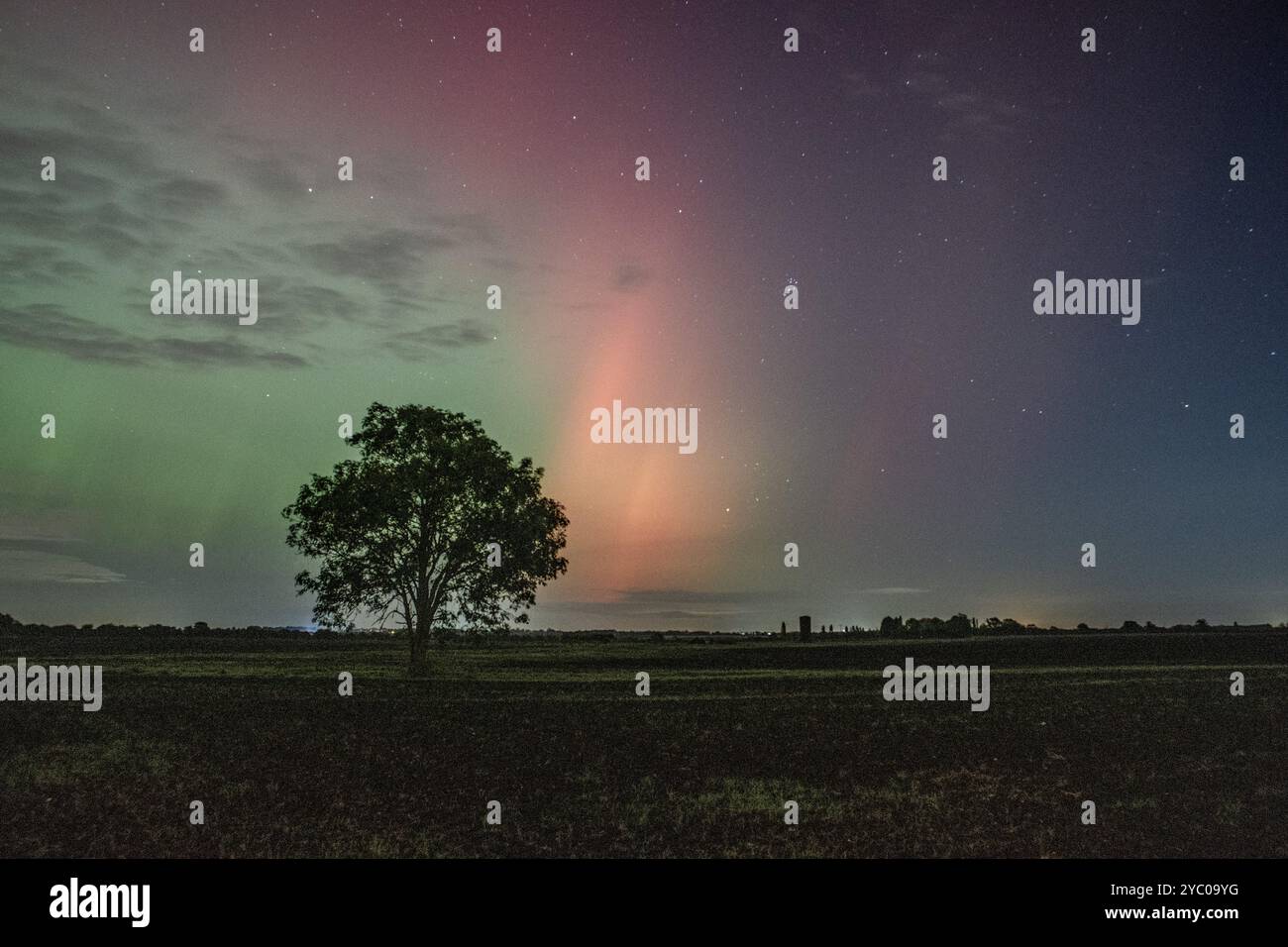 An Oak Tree in front of the Northern Lights (Aurora Borealis Stock ...