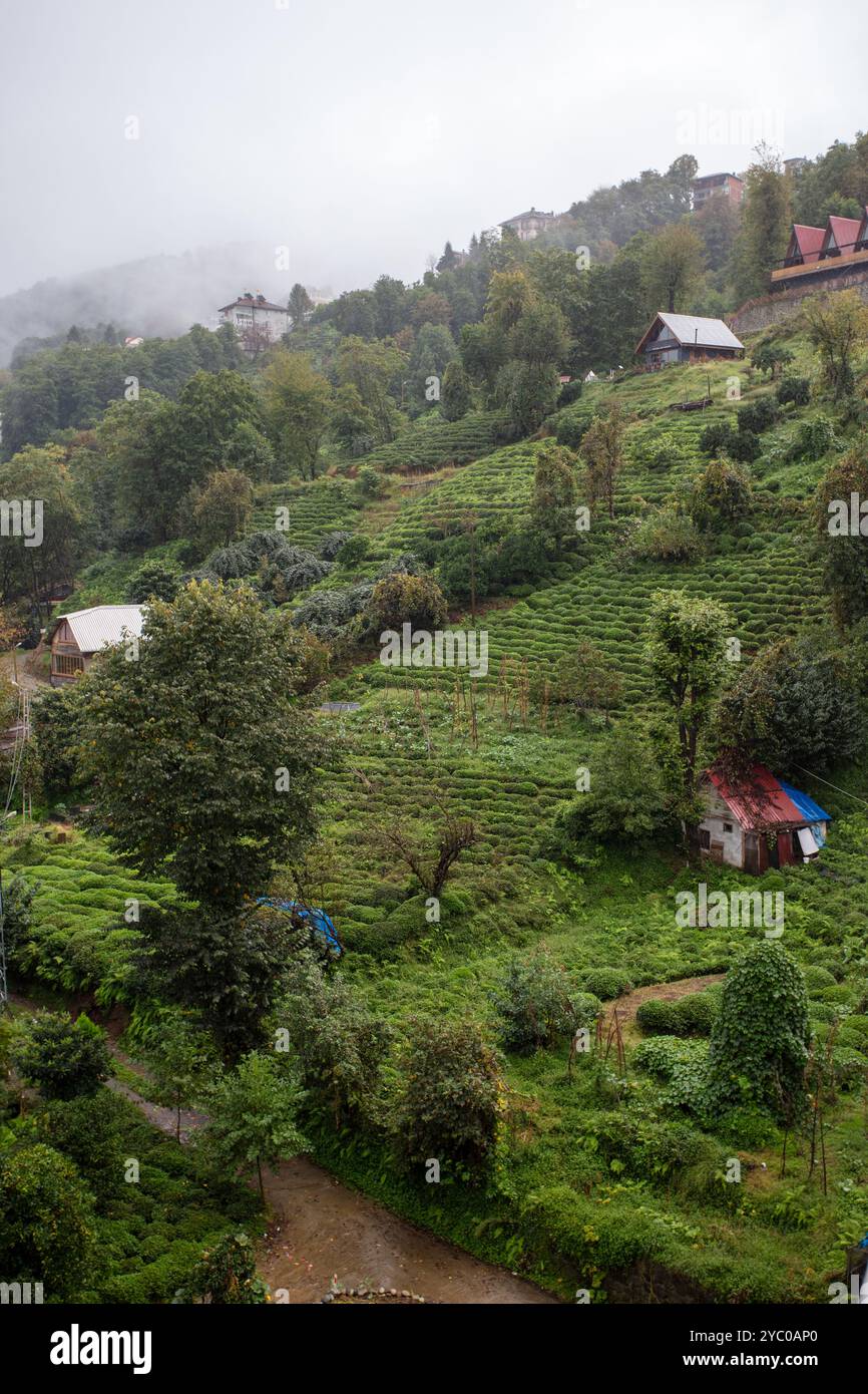 Scenic View of Tea Plantations in Çayeli, Rize, Turkey – Lush Green ...