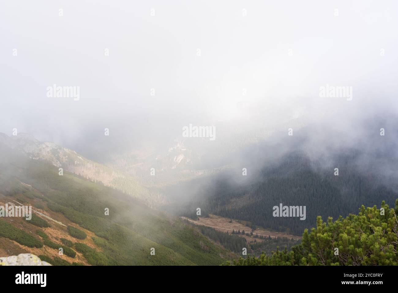 Foggy mountain landscape with pine-covered slopes and a peaceful forest ...