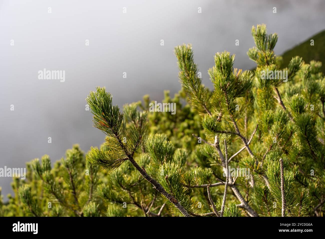Landscape dense rugged forest hi-res stock photography and images - Alamy
