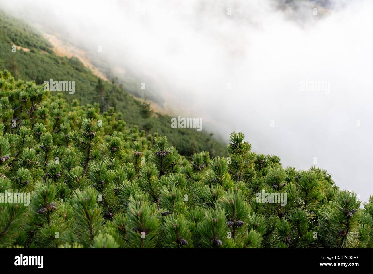 Lush green pine trees growing on a mountain slope covered in mist on a ...