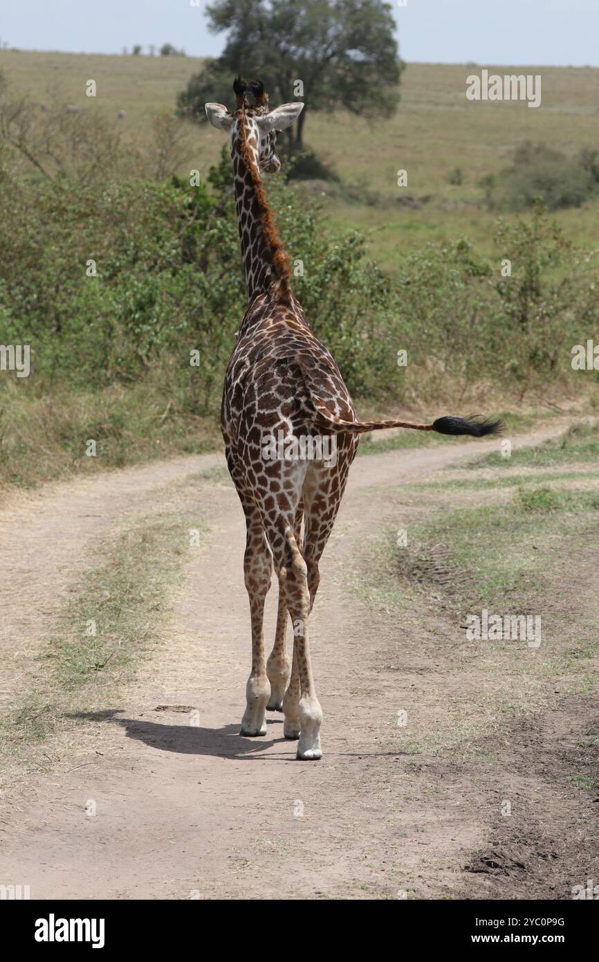 It is a lofty life Stock Photo