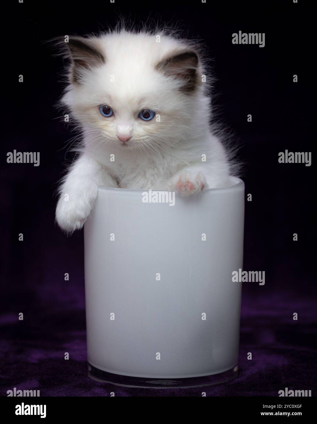 Ragdoll kitten Blue Bicolor Stock Photo