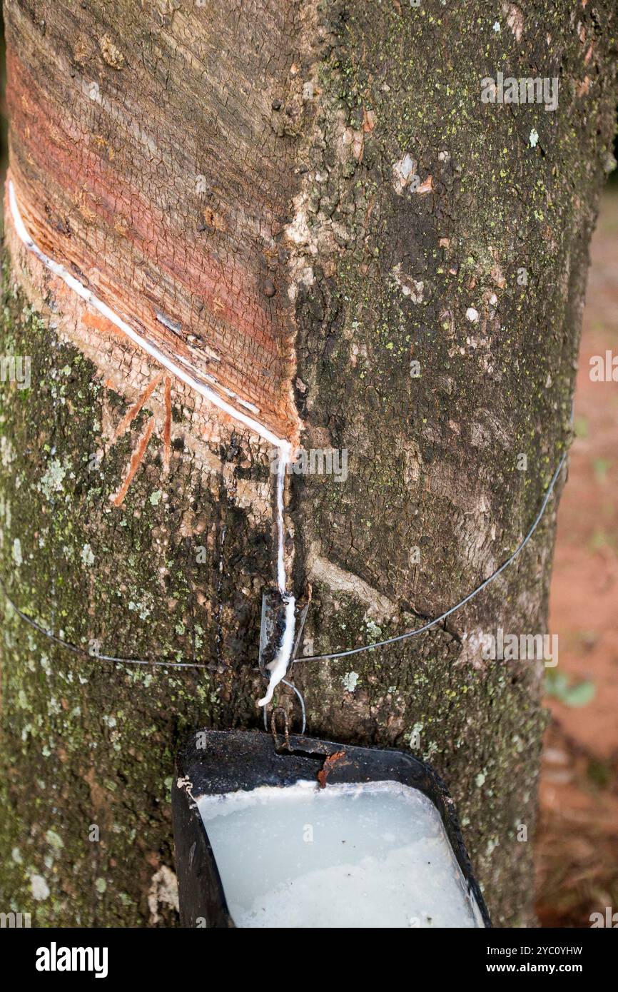 Milk‐tree♡ African Milk Tree: A Unique Architectural Addition | TikTok