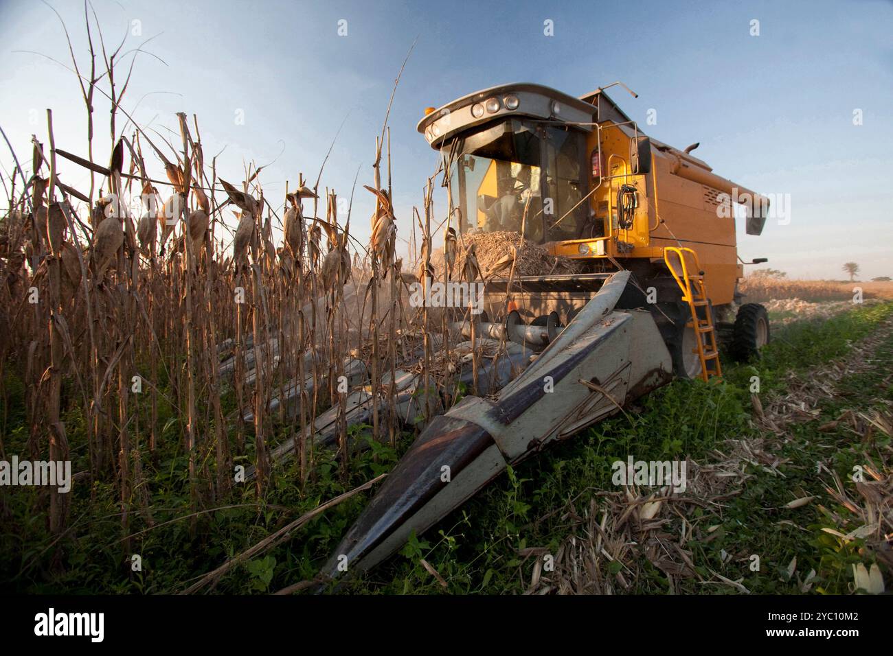 corn-maize-harvest-with-tractor-on-countryside-of-brazil-stock-photo
