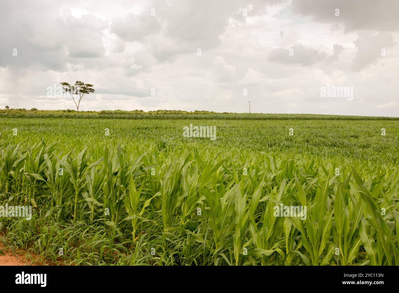 Corn Brazil Agriculture maize farming brazil hi-res stock photography and images ...