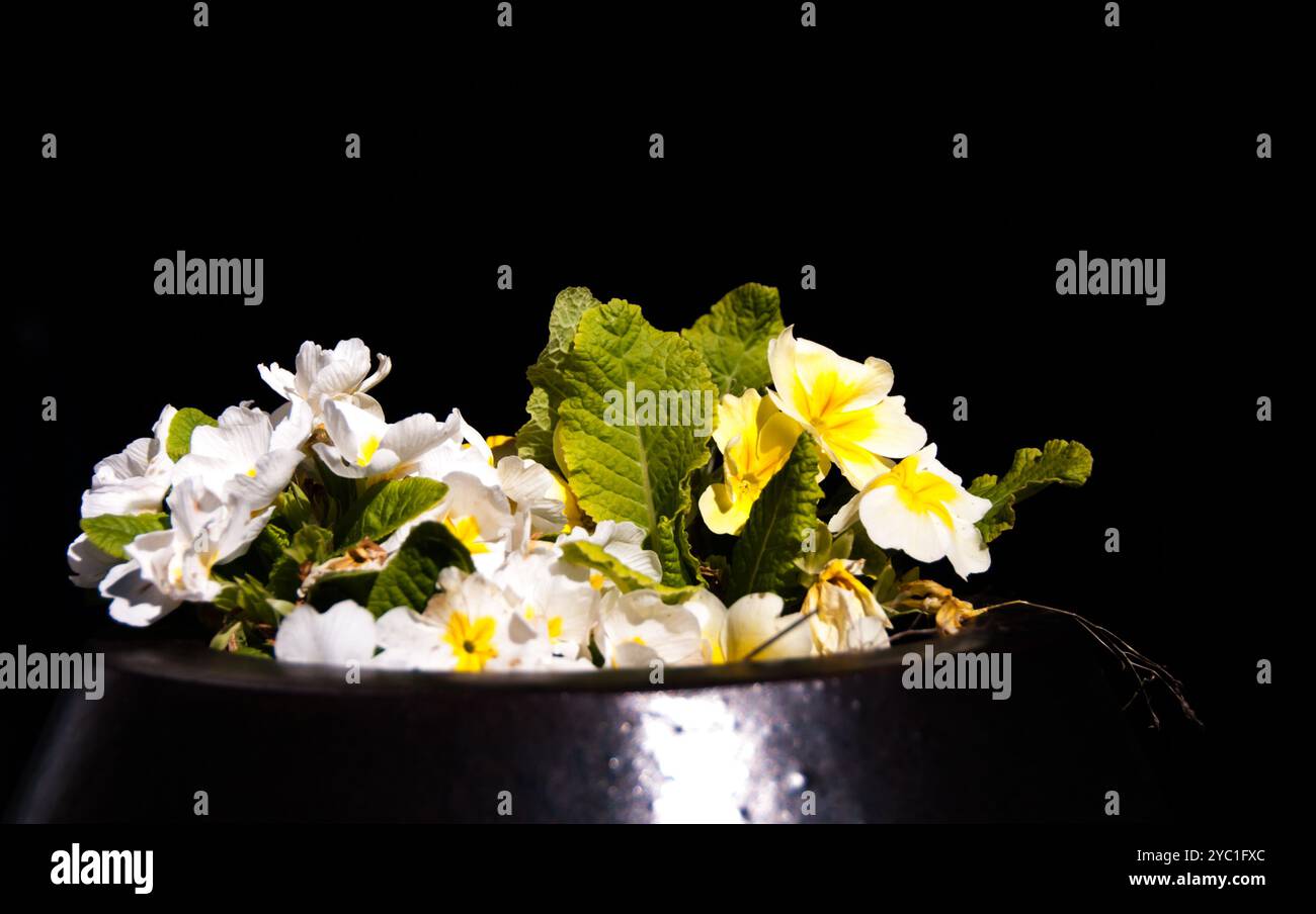 White and yellow polyanthus flowers contrasted against a black background Stock Photo