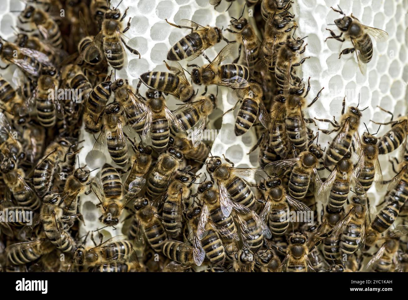Construction hive of wild bees hi-res stock photography and images - Alamy
