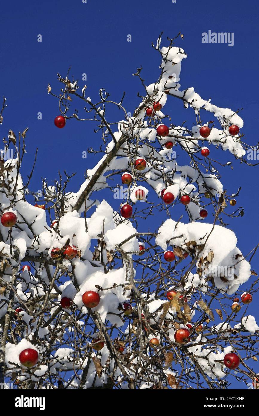 Apple tree with fruit in the snow Stock Photo