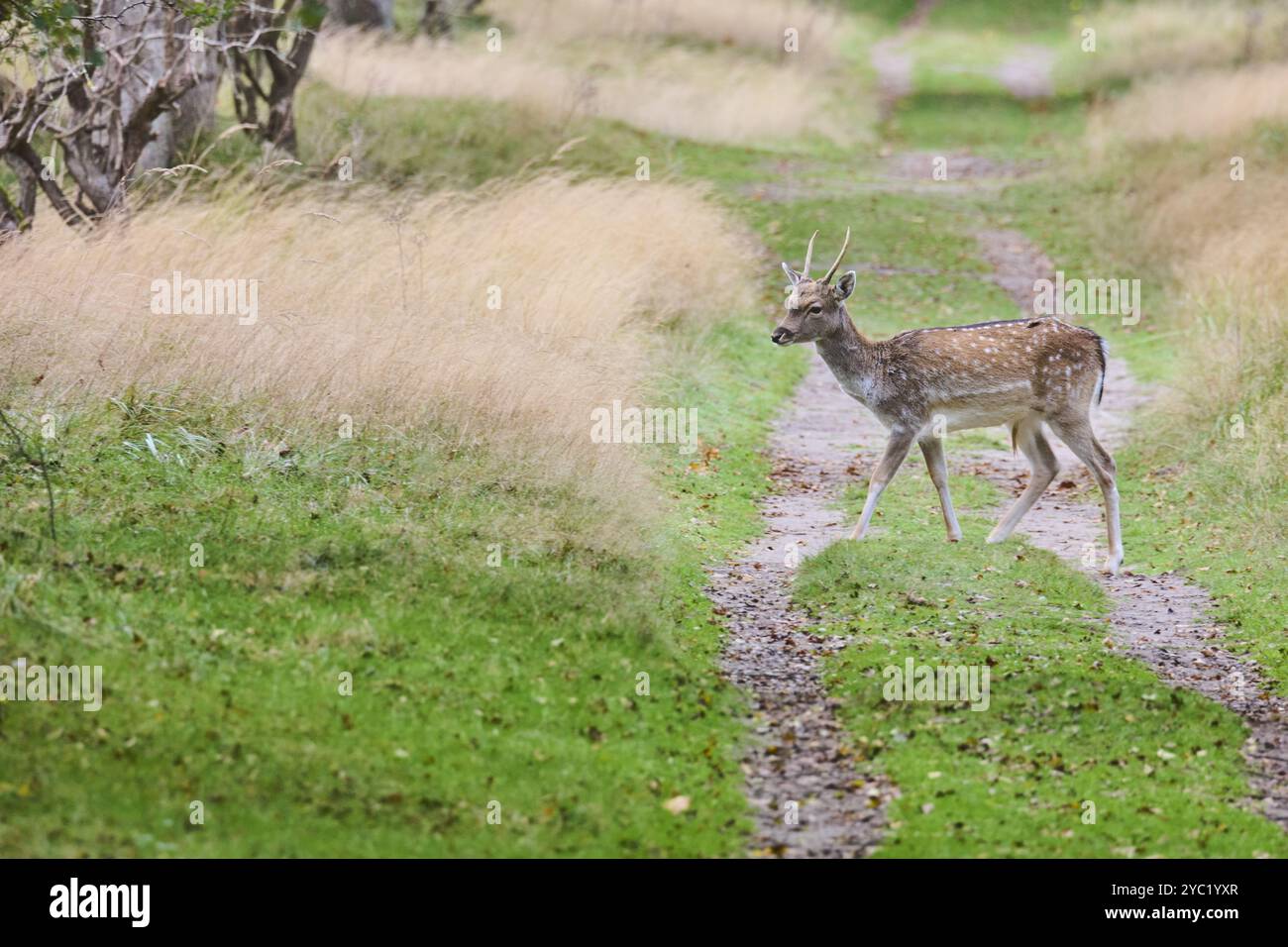 Zilk 20-10-24. October is the fallow deer's rutting season. The deer ...