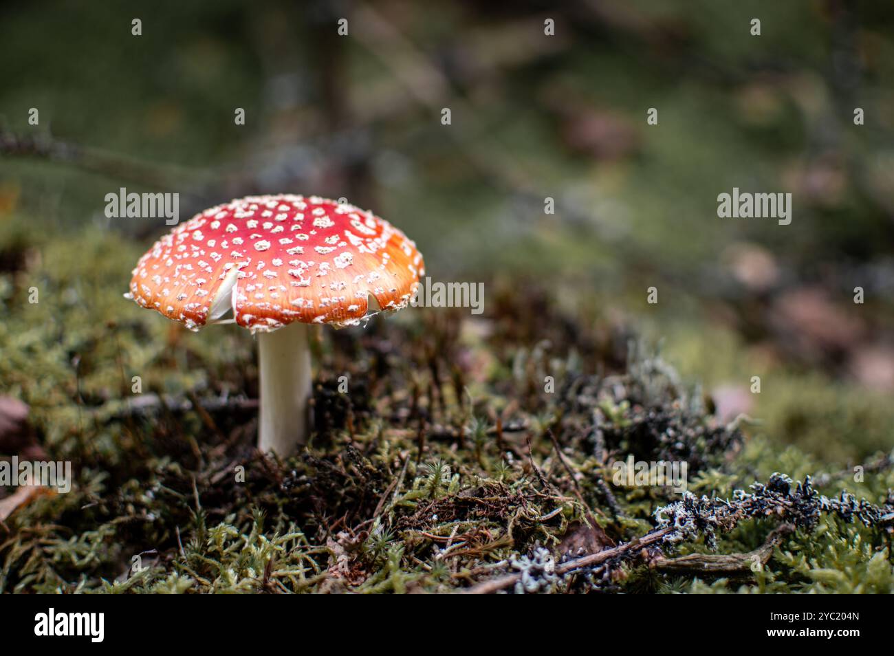 Close-up of a striking red Amanita mushroom surrounded by forest foliage. Captures the beauty and diversity of wild fungi in their natural habitat Stock Photo