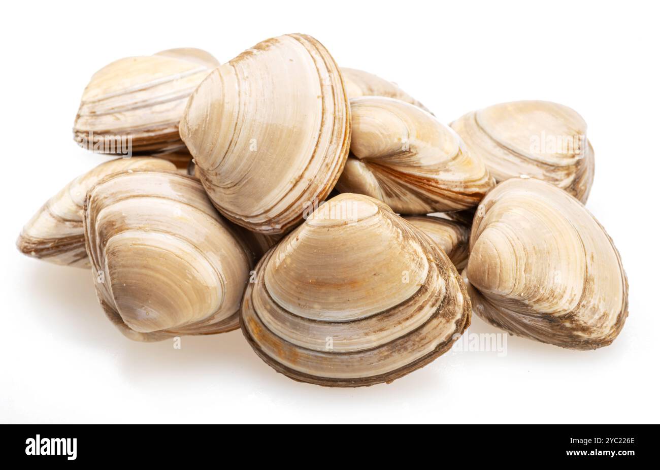Raw hard clams isolated on white background. Stock Photo