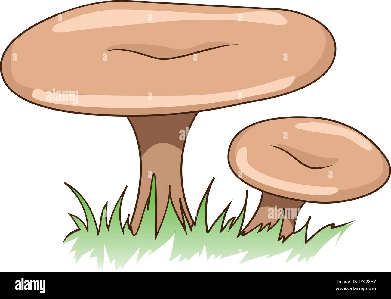 Edible mushrooms vector illustration Stock Vector