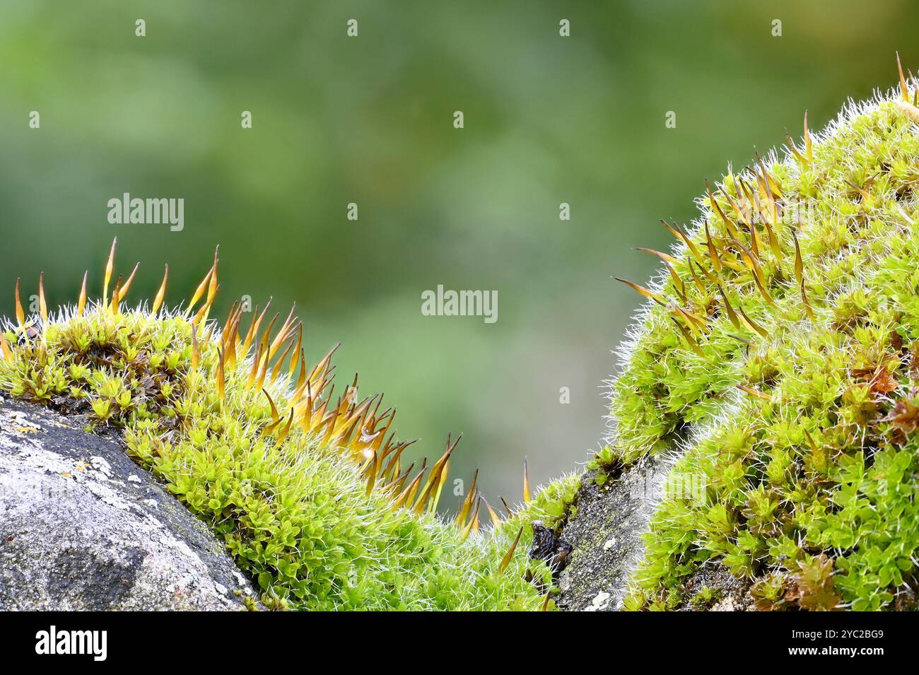 Kent screw hi-res stock photography and images - Alamy