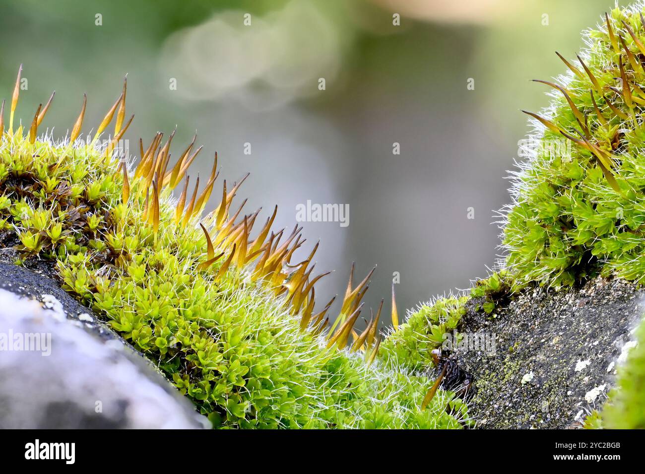 Kent screw hi-res stock photography and images - Alamy