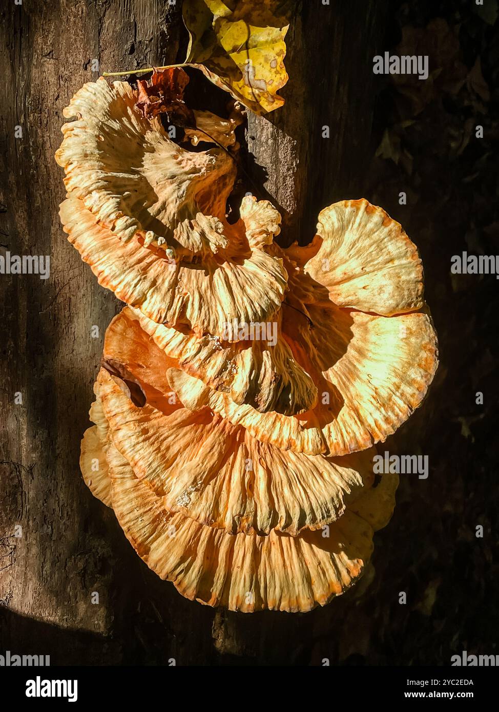 Bracket mushrooms on fallen hi-res stock photography and images - Alamy