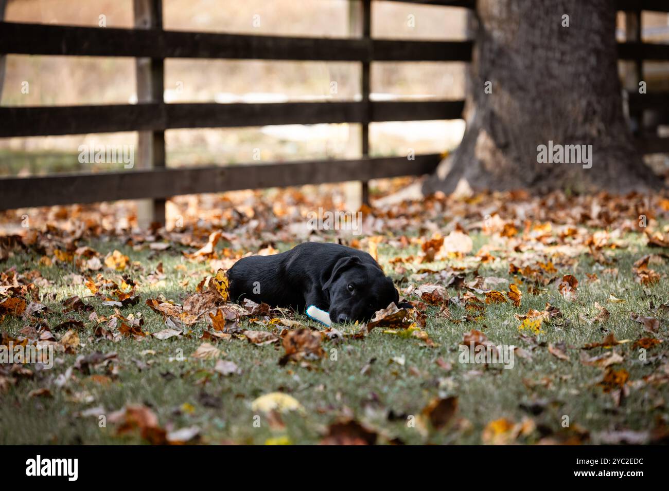 Young dog chewing on toy in fall leaves in yard Stock Photo