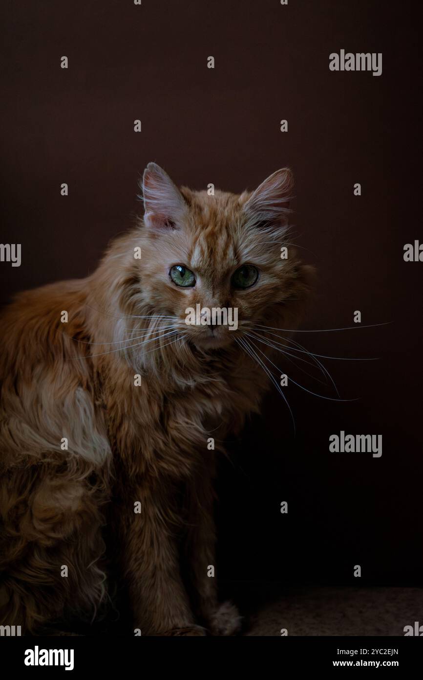Big cat city hi-res stock photography and images - Alamy