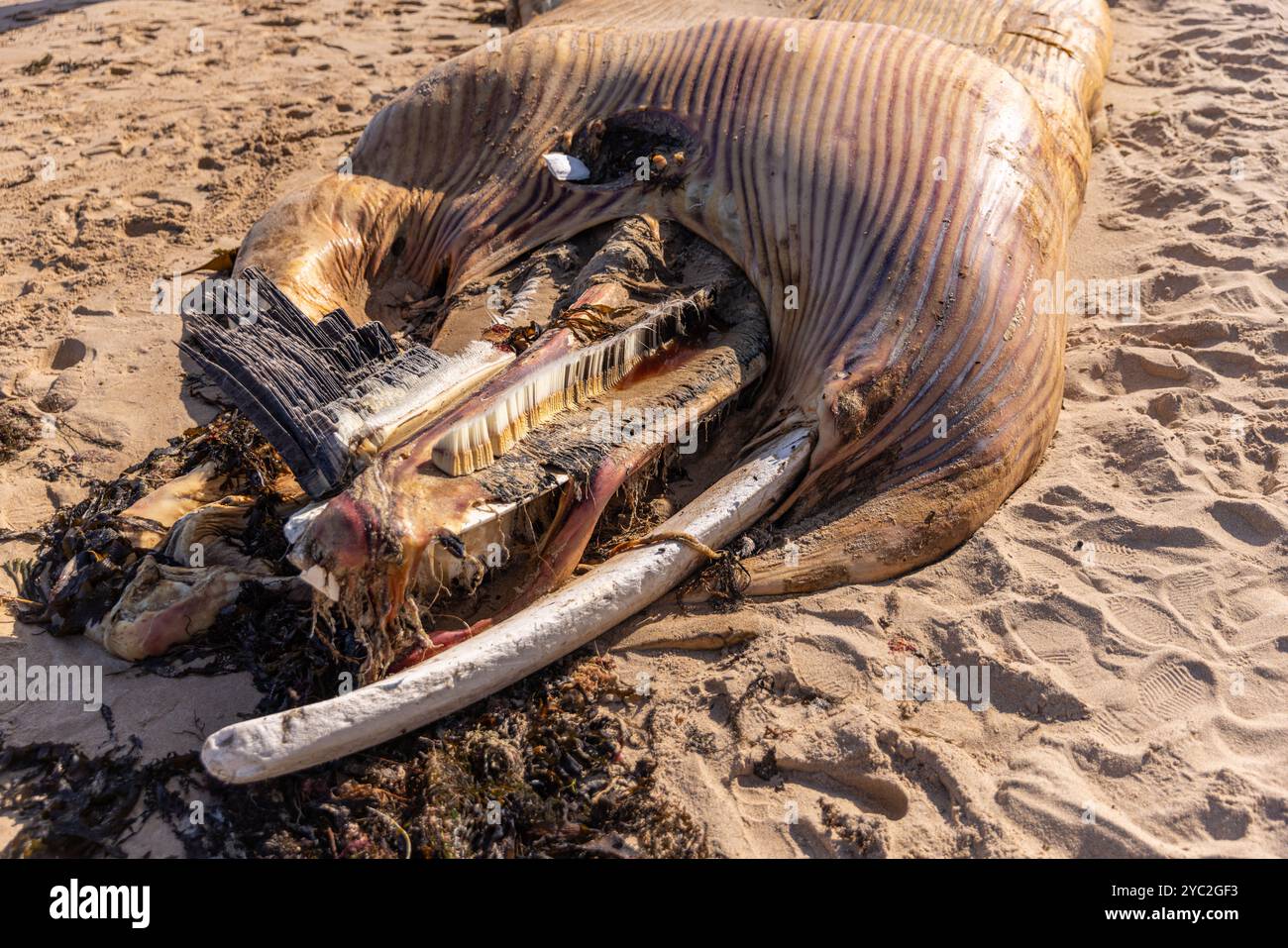 Exposed ribs hi-res stock photography and images - Alamy