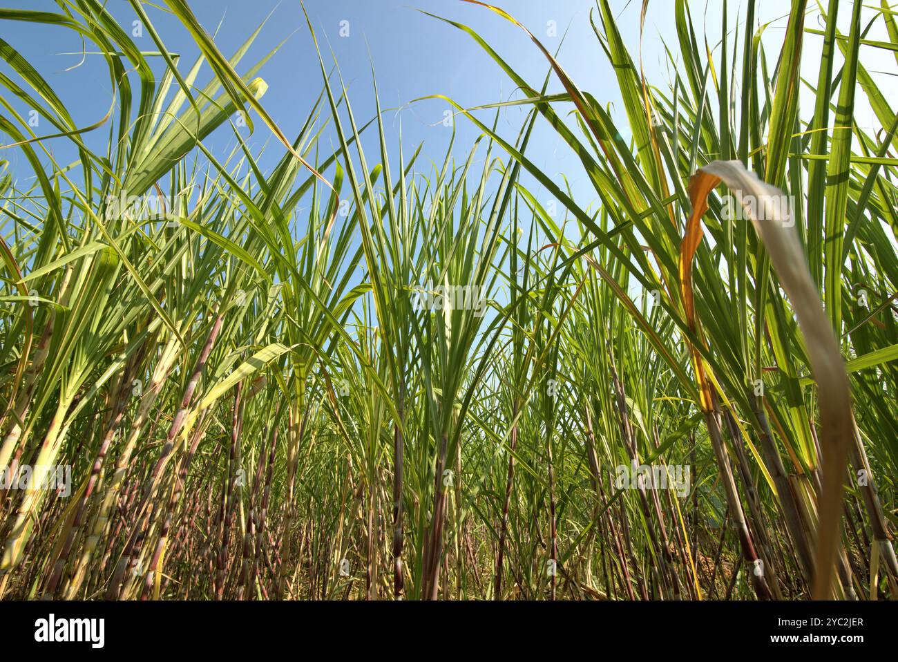 Sugarcane plant at a roadside plantation in Karanganyar, Central Java, Indonesia. Stock Photo