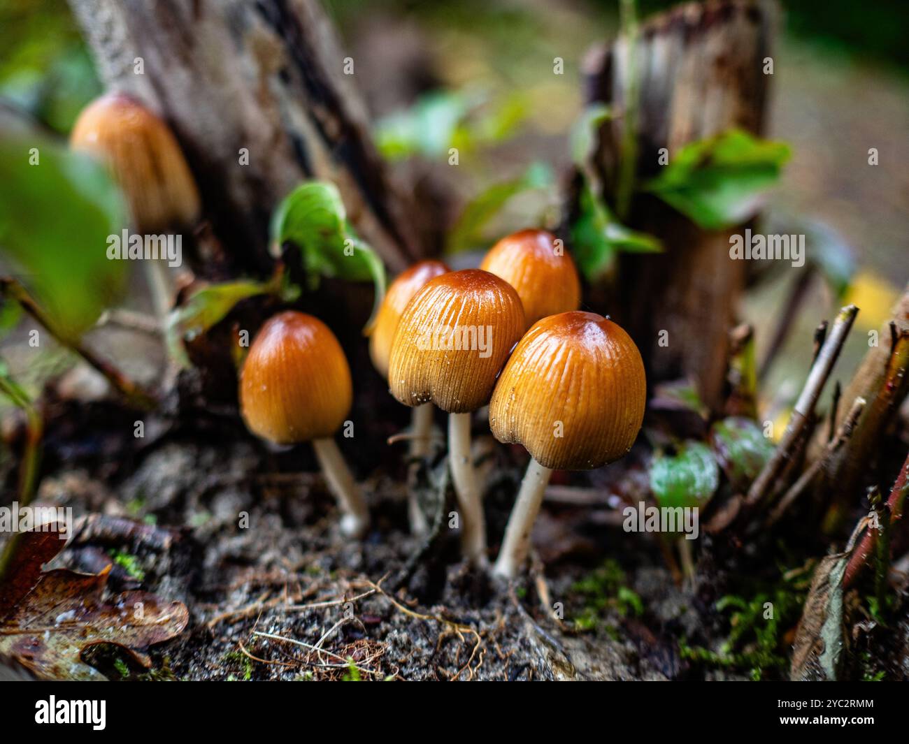 Nijmegen Gelderland Netherlands 13th Oct 2024 Small Psilocybe nijmegen-gelderland-netherlands-13th-oct-2024-small-psilocybe
