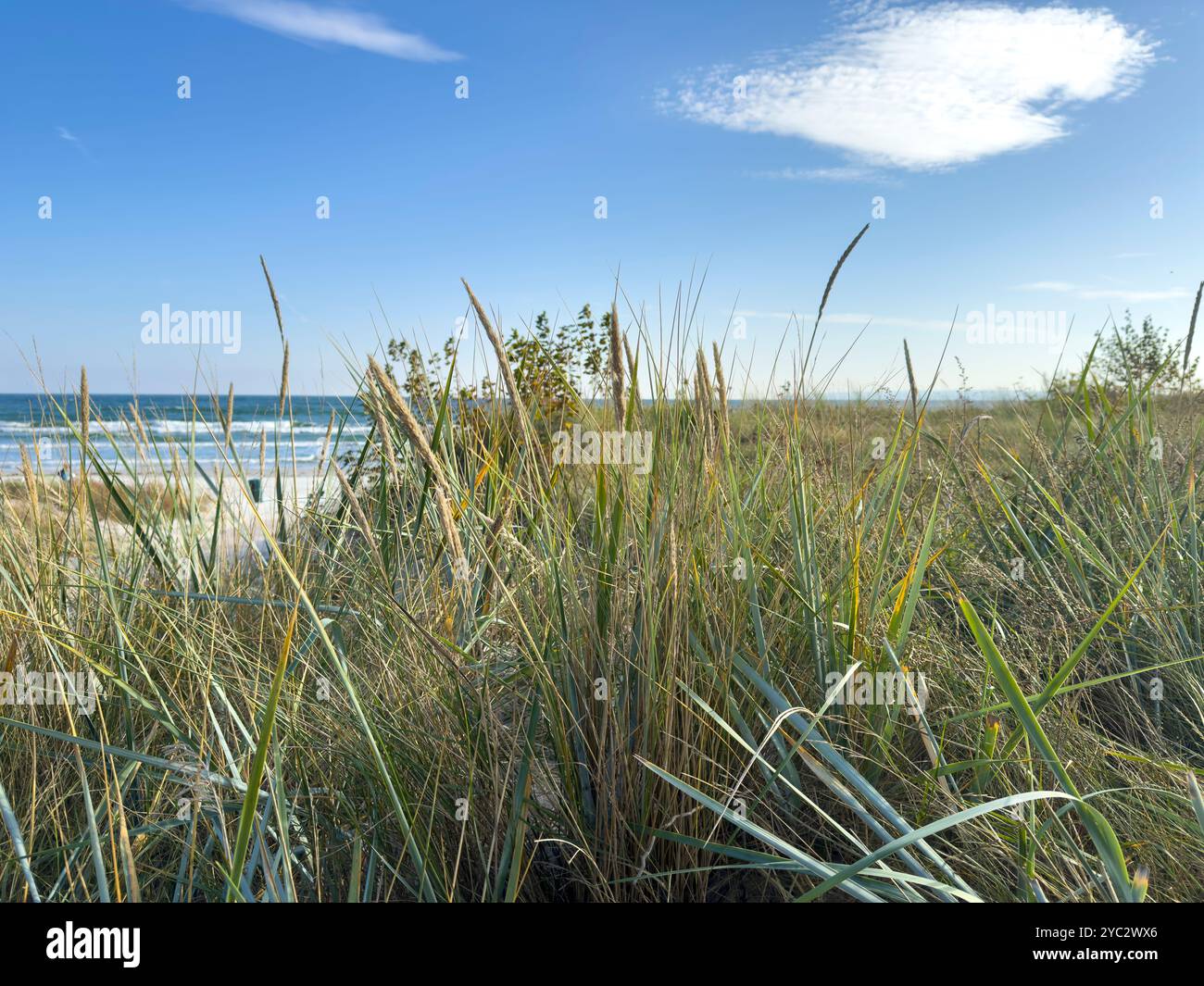grass dune on the beach, ruegen baltic sea Stock Photo - Alamy