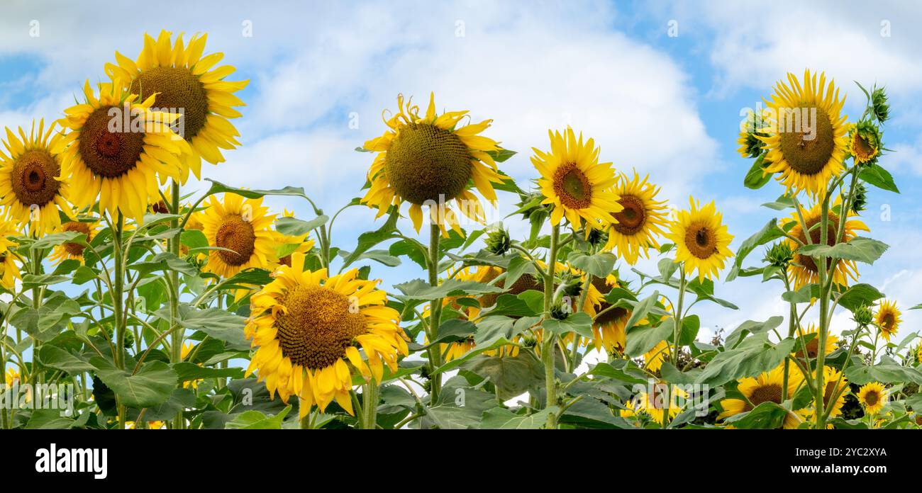 Panoramic image of a sunflower field in a rural idyll Stock Photo