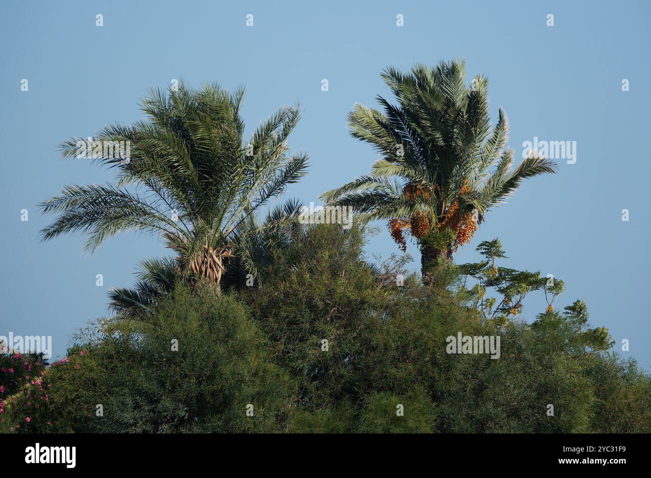 Palm trees in the park hi-res stock photography and images - Alamy