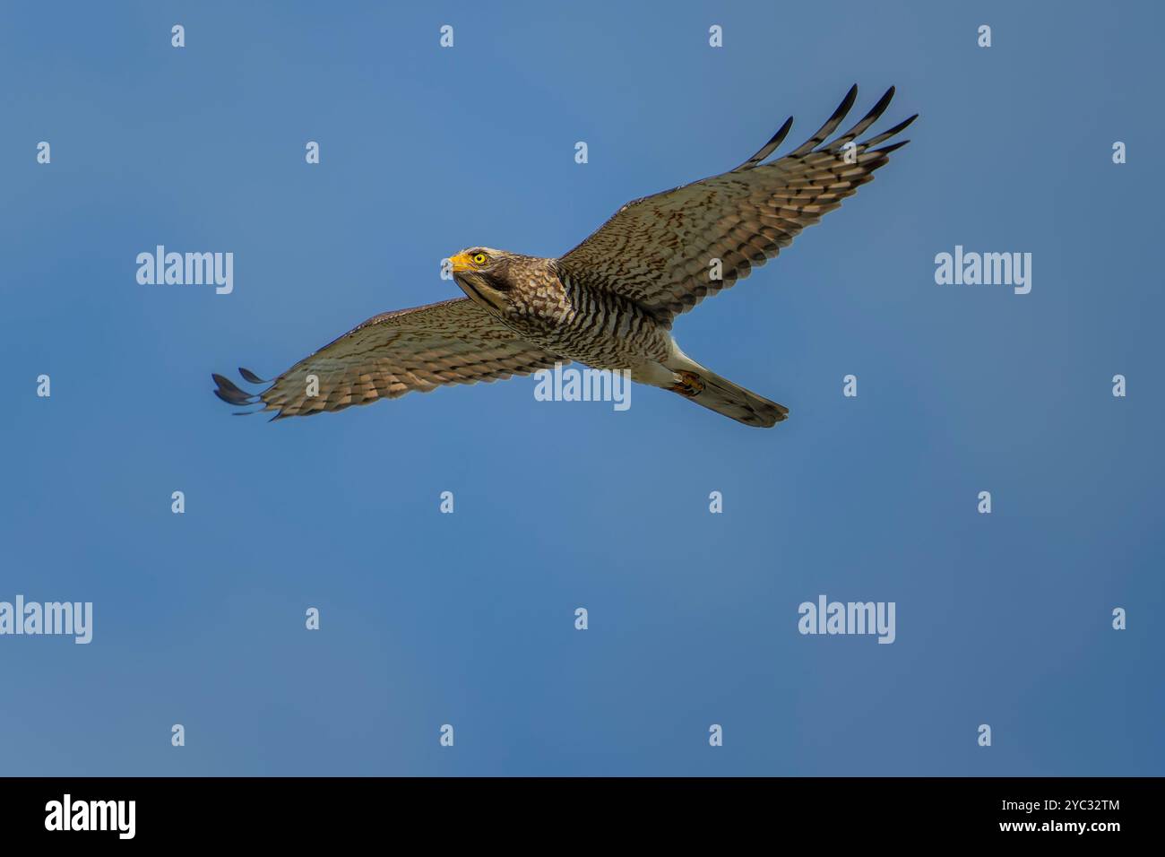 Grey faced buzzard in flight on a blue background Stock Photo