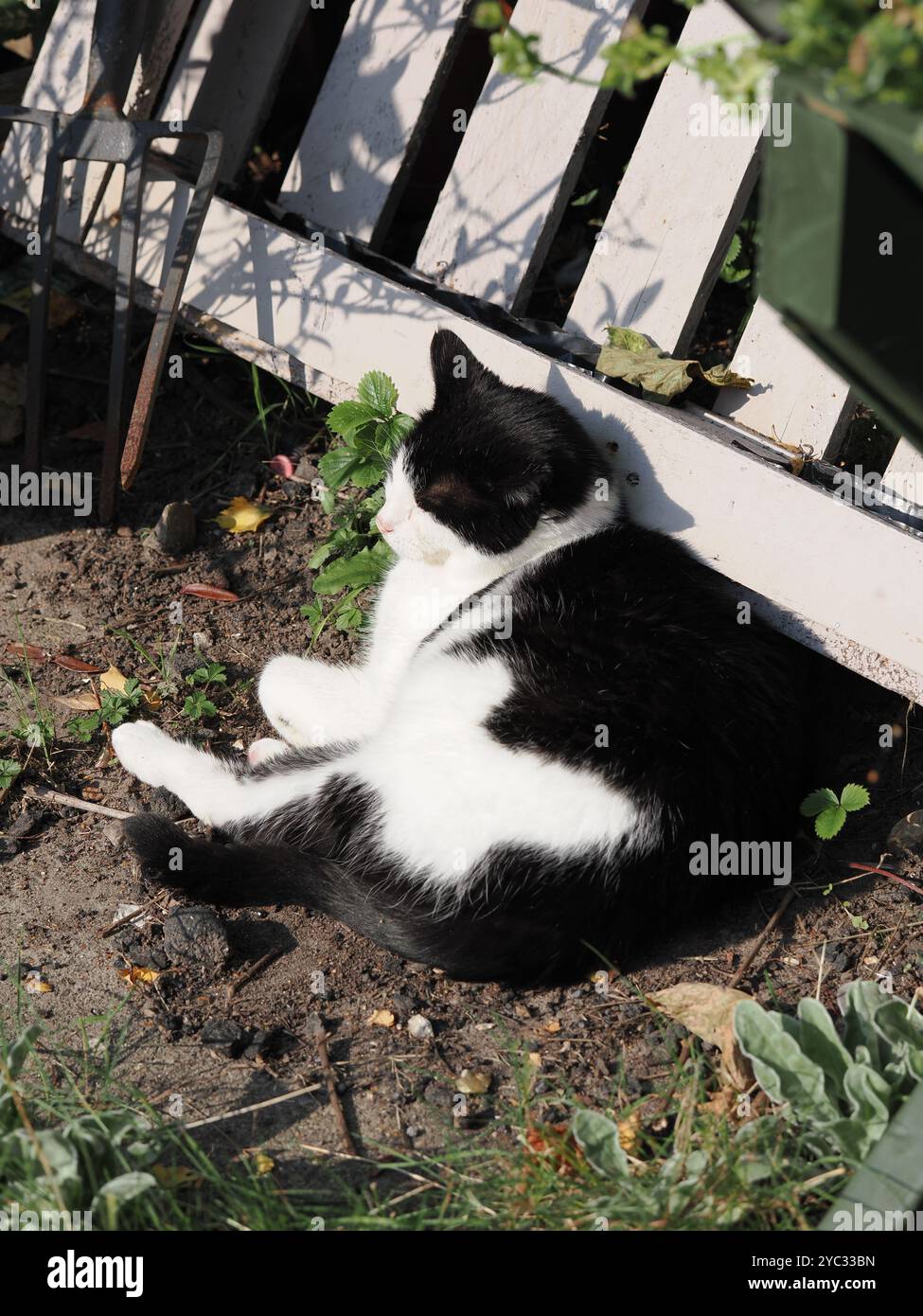 Black and white cat in the sun hi-res stock photography and images - Alamy