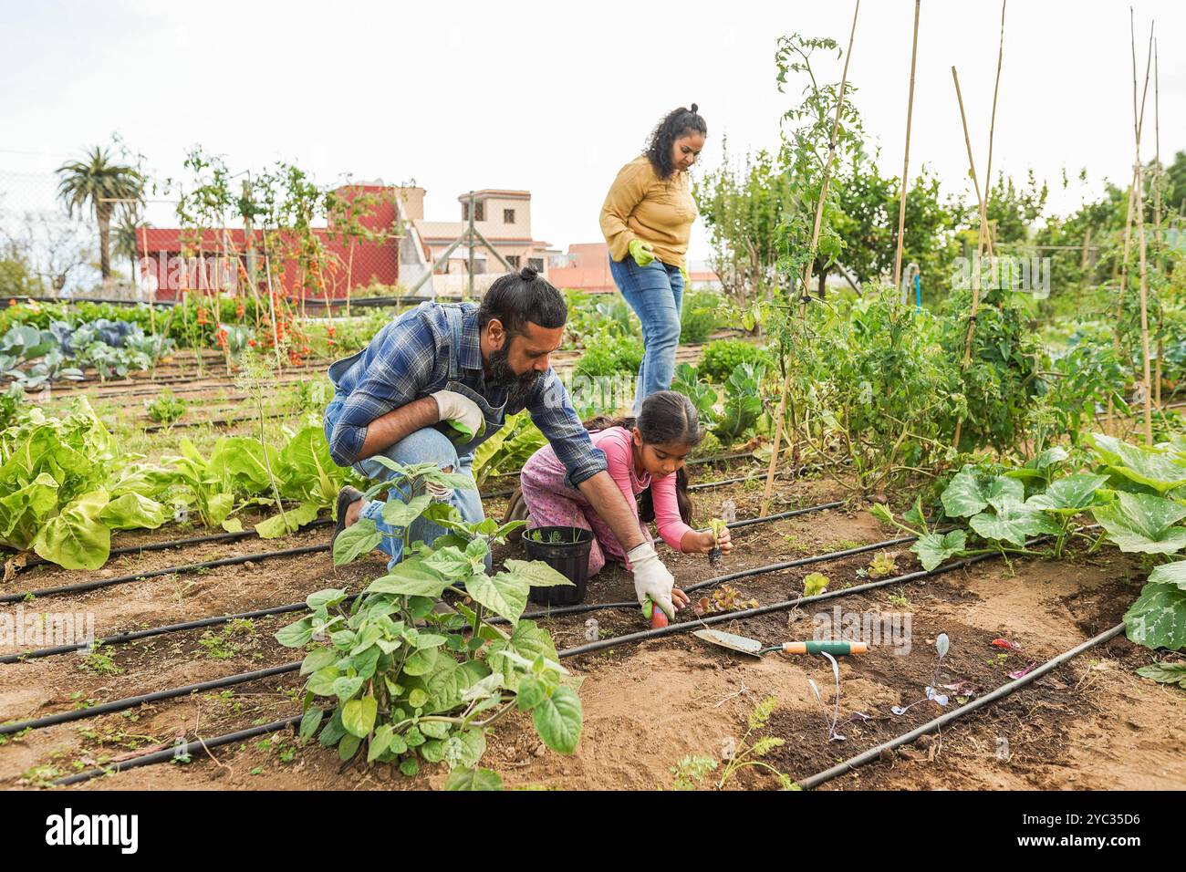 Indian family picking up organic vegetables from house garden outdoor ...