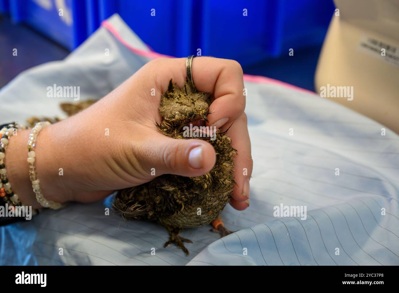 veterinary medical staff is feeding a a hospitalised European nightjar (Caprimulgus europaeus) سبد أوروبي as this species of bird hunts and eats in fl Stock Photo