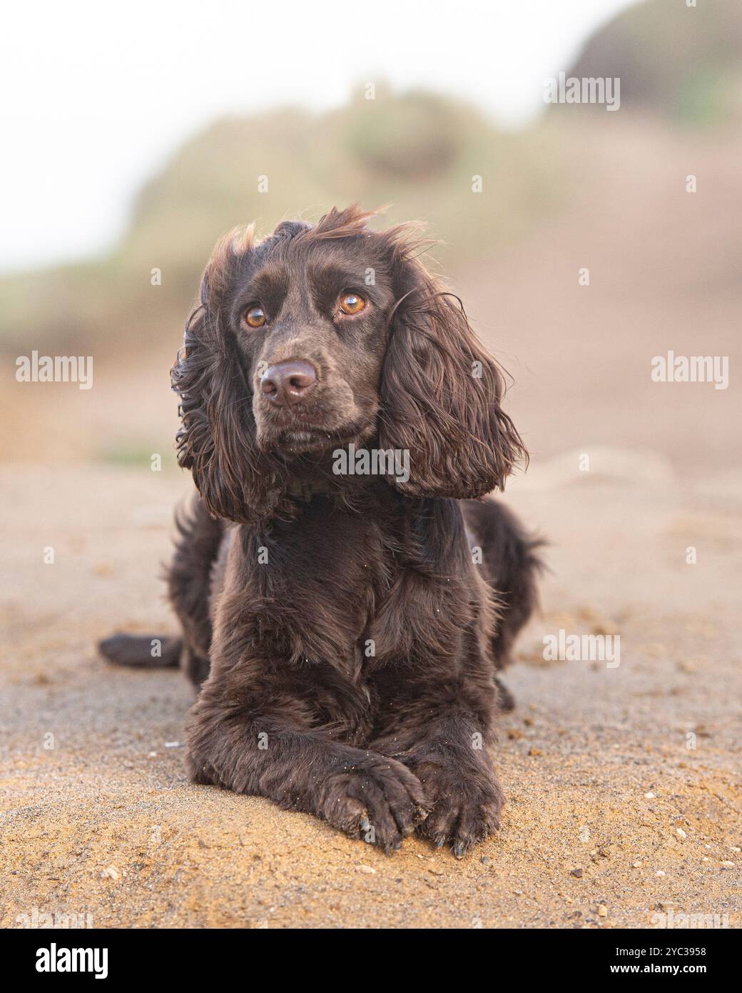 working cocker spaniel lying down on a sandy beach Stock Photo