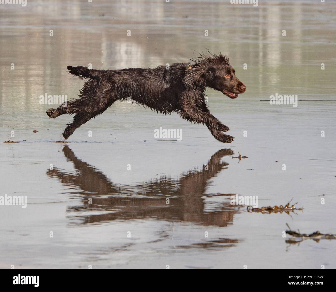 english cocker spaniel running on beach Stock Photo