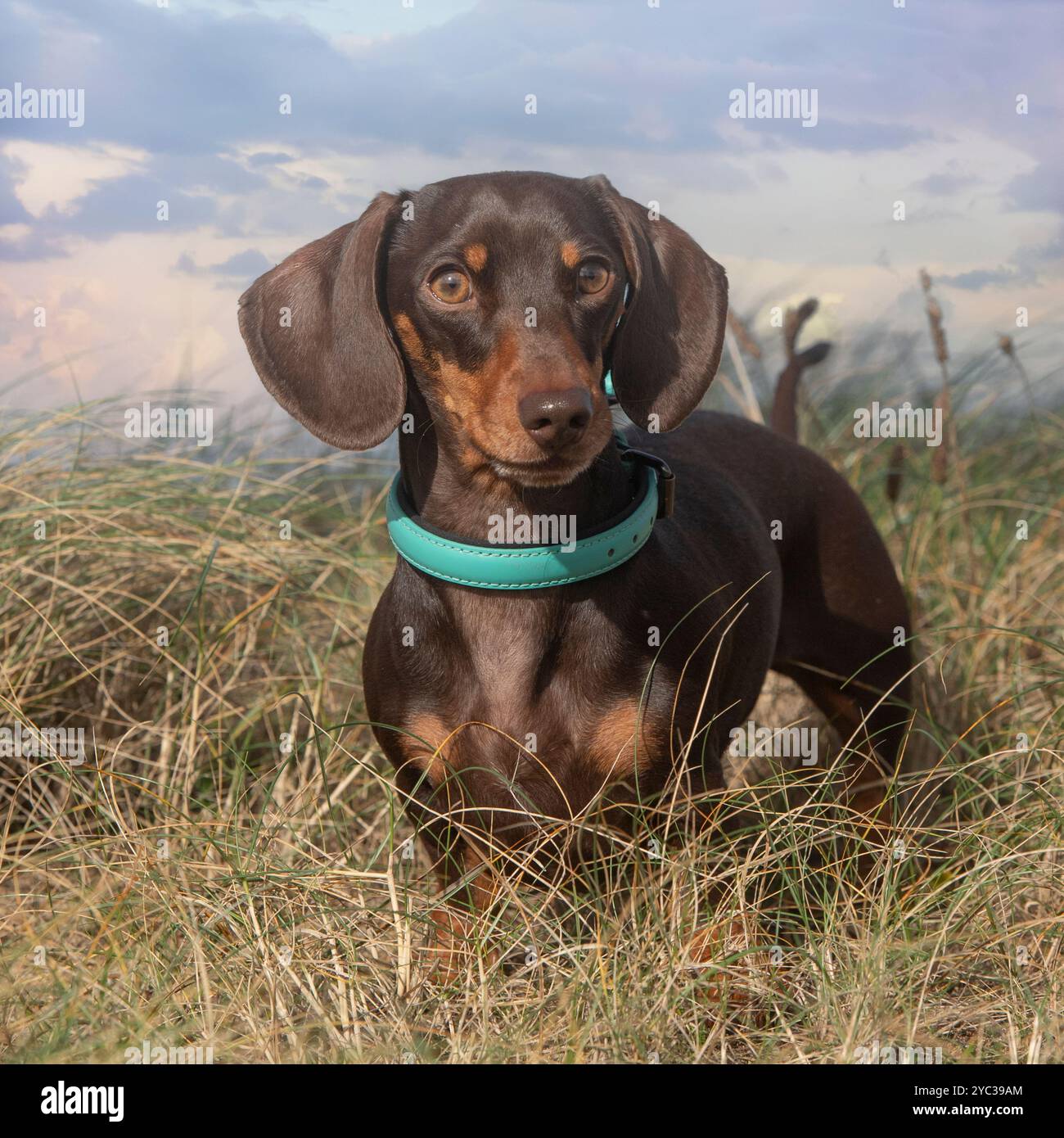 miniature dachshund Stock Photo