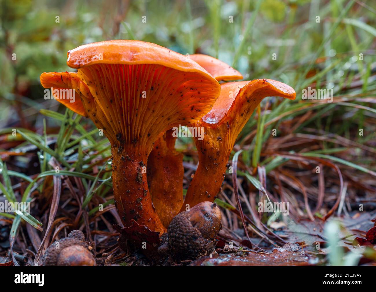 Bioluminescent mushrooms hi-res stock photography and images - Alamy