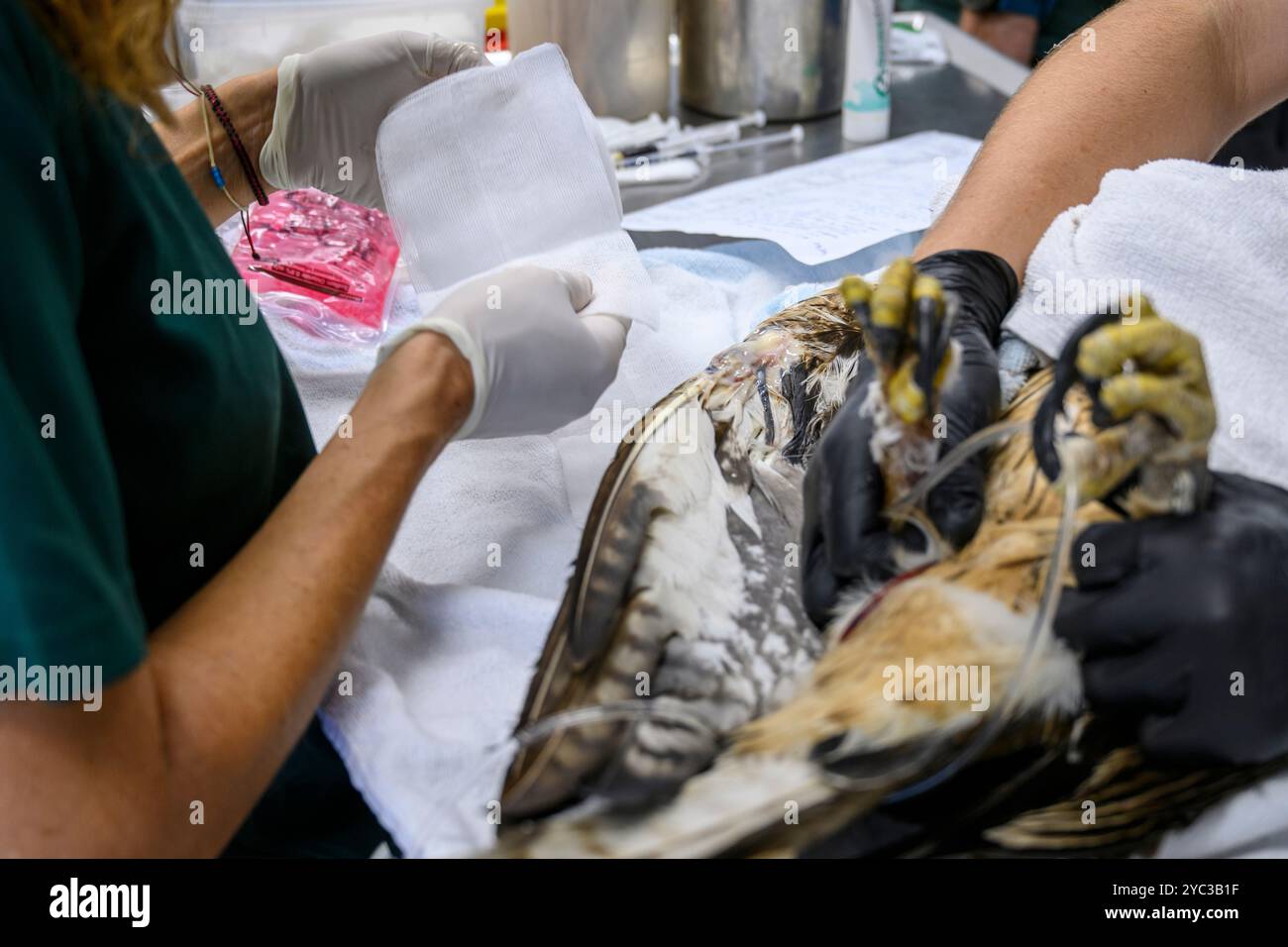 veterinary staff are treating a wounded Bonelli's eagle (Aquila fasciata) عقاب بونلي at the Israeli Wildlife Hospital, Ramat Gan, Israel Bonelli's eag Stock Photo