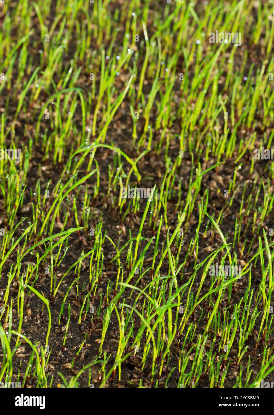 Young lawn in close-up with water drops in portrait format Stock Photo