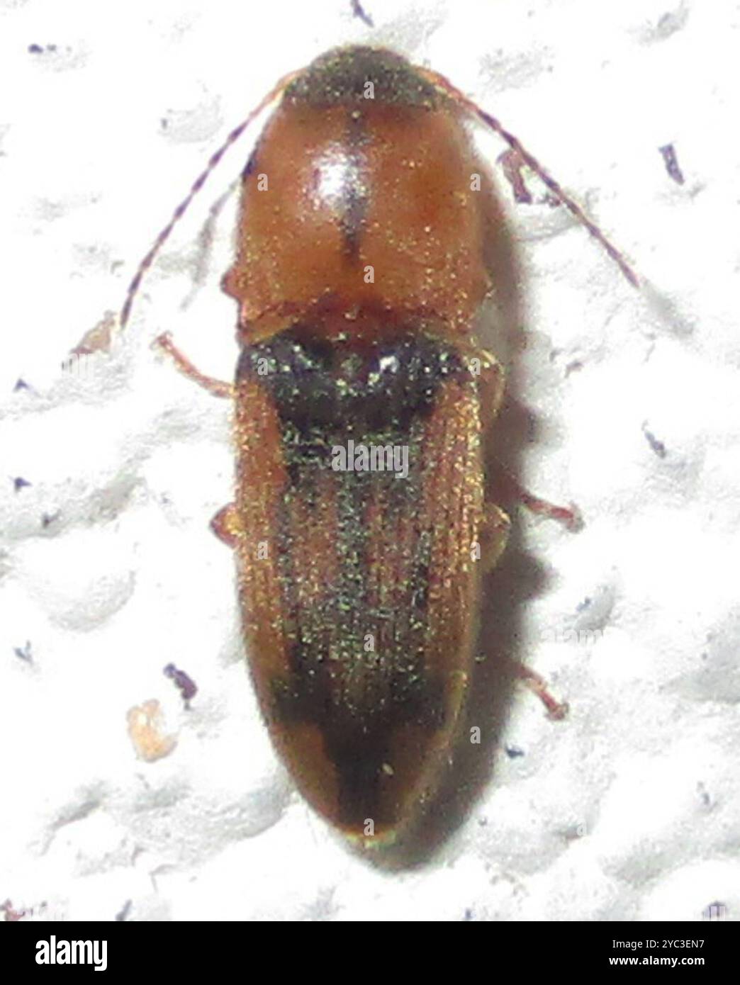 Click Beetle Insect Click Beetles (Elateridae) Insecta Stock Photo - Alamy