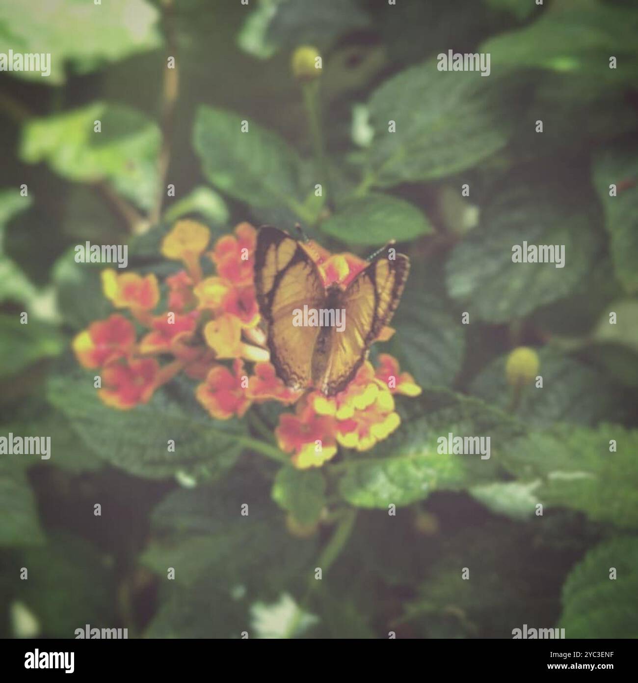 Neotropical Crescents (Tegosa) Insecta Stock Photo - Alamy