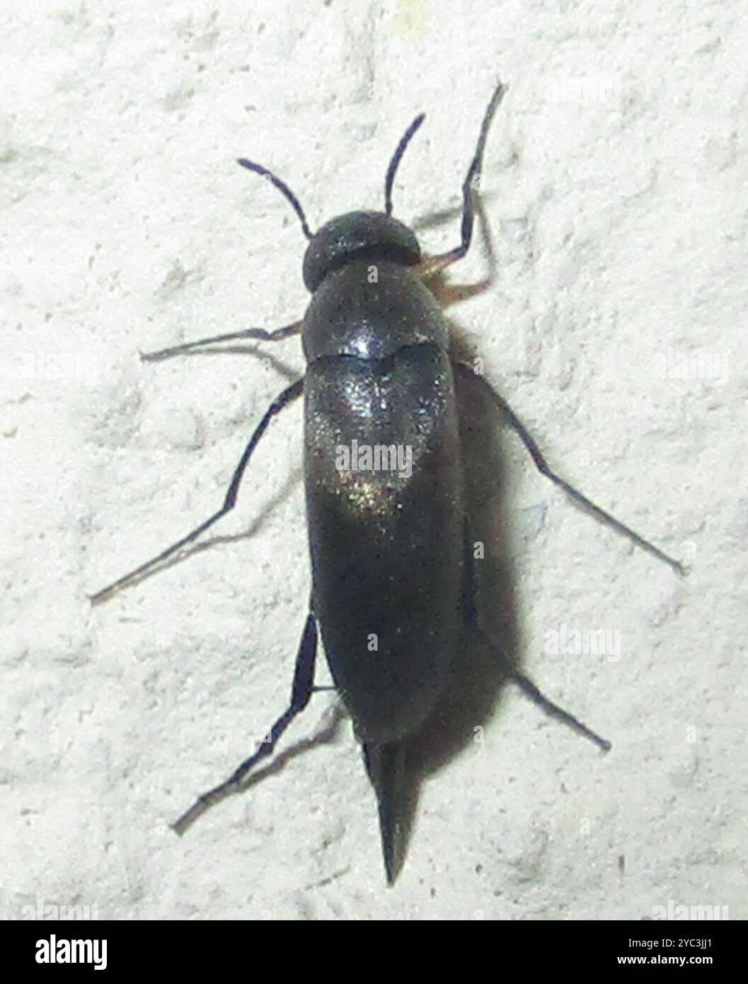 Tumbling Flower Beetles (Mordellidae) Insecta Stock Photo - Alamy