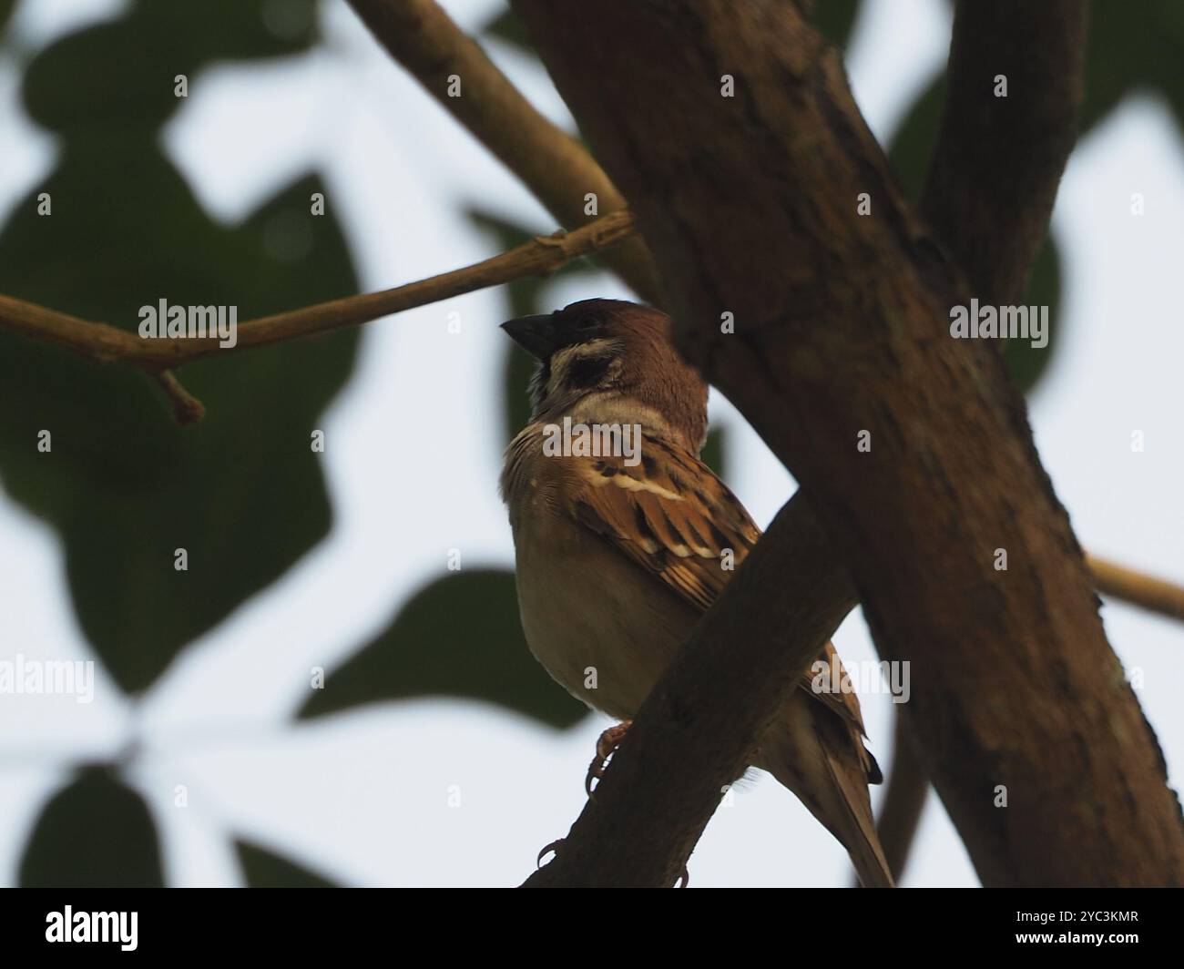Eurasian Tree Sparrow (Passer montanus) Aves Stock Photo - Alamy